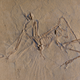 An Archaeopteryx fossil used in the study.